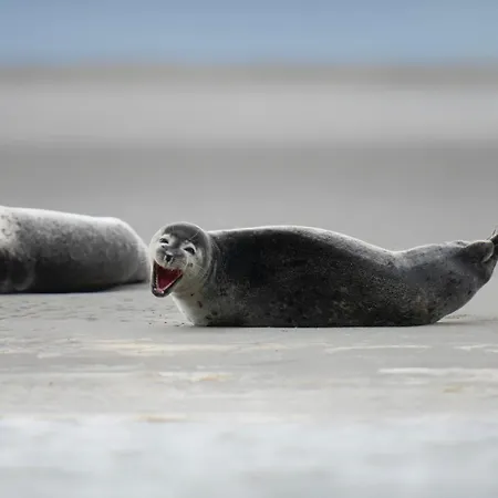 Au Paradis Bleu Maison 6 Couchages Ok Chiens Jardin Сasa de vacaciones
